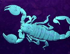 Image result for King Emperor Scorpion