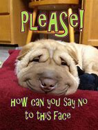 Image result for Please Dog Meme