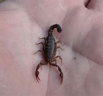 Image result for Devil Scorpion