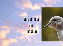 Image result for Bird flu Nebraska