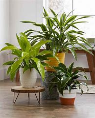 Image result for Potted Indoor Plant Names