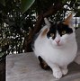 Image result for Cat Face Profile