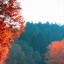 Image result for Fall Trees iPhone Wallpaper