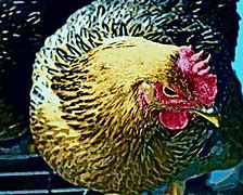 Image result for Big Hen