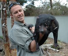 Image result for Tasmanian Devil Size