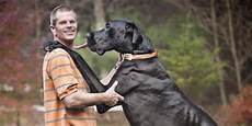 World s Tallest Dog Dies RIP Zeus The Great Dane HuffPost UK