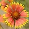 Image result for Beautiful Perennial Flowers