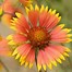 Image result for Colorful Perennial Gardens