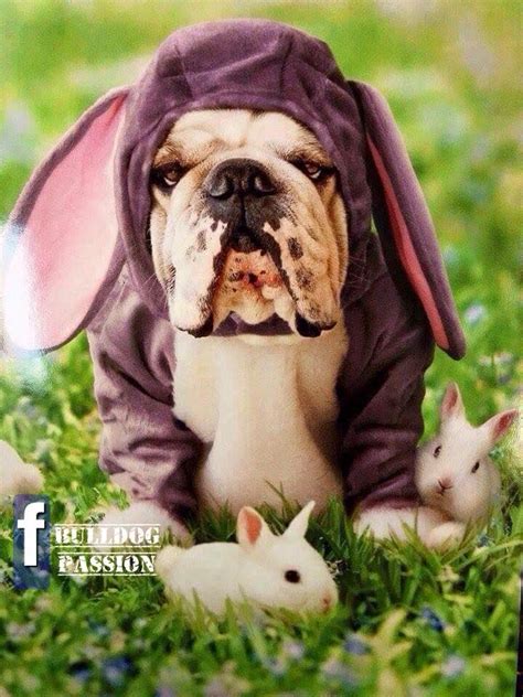 Easter Bully …   Bulldog, Bulldog funny, Cute animals