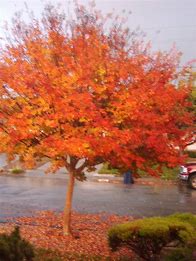 Image result for pictures of crepe myrtle in the fall