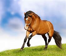 Image result for Cool Moving Backgrounds Horses