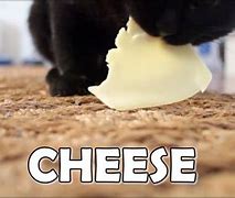 Image result for Cat Eating Cheese