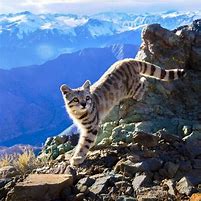 Image result for Mountain Cat