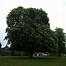 Image result for Chestnut Tree Types