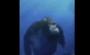 Image result for Monkey Underwater Meme