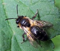 Image result for Black Honey Bee