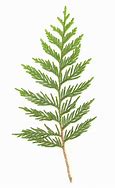 Image result for Cedar Tree Branches