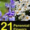 Image result for perennial flowers