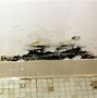 Image result for Black Mold in Bathroom Sink