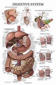 Image result for Digestive System Anatomy and Physiology