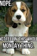Image result for Positive Monday Thoughts Animals