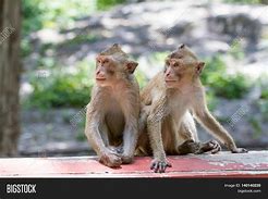 Image result for 2 Monkeys