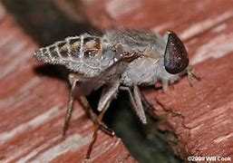 Image result for North Carolina invasive fly