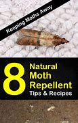 Image result for Moth Deterrent Natural