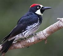 Image result for Male Acorn Woodpecker