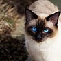Image result for Siamese Cat Types