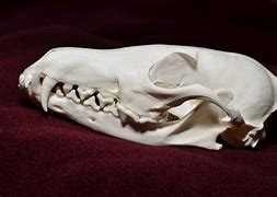 Image result for Fox Animal Bones