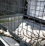 Image result for Layered White Tiger Photo Spot in Singapore