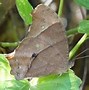 Image result for 10 Butterflies