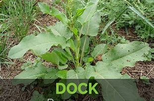 Image result for Dock Weed