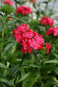 Image result for Dianthus Sweet Series Coral