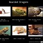 Image result for Bearded Dragon Quotes