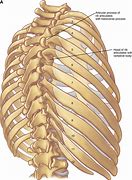 Image result for Rib Cage Posterior View Labeled