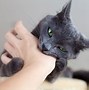 Image result for Cat Scratch Eye