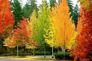 Image result for fall color