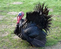 Image result for Turkey Bird