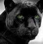 Image result for Black Panther Animal Face