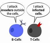 Image result for Difference Between B and T Cells