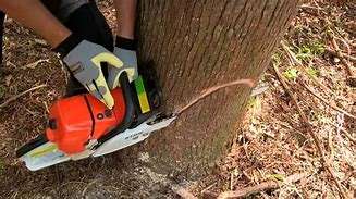 Image result for How to Fell a Tree in a Specific Direction