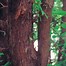 Image result for Types of Cedar Lumber