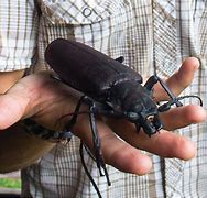 Image result for Big Bugs