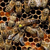Image result for Queen Bee Animal