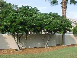 Image result for Recurve Ligustrum Shrub/Bush (Ligustrum Recurvifolium), 3 Gal- Re-Think Your Landscape With Recurve Ligustrum