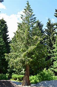 Image result for Western Cedar Tree