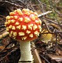 Image result for Most Common Mushrooms
