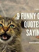 Image result for Pics of Cats Saying Funny Things